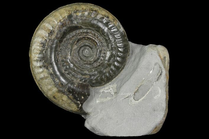 Jurassic Ammonite (Hildoceras) Fossil - England #171256